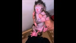 New Life And House  Abandon Baby Monkey