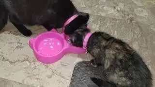 Cat eats One Special Thing @Wanttono