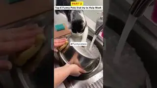 😂2026 Funny Cats and Dogs Video: PART 2 Pets trying to help. Try not to laugh impossible  #shorts