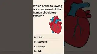 Human circulatory system Quiz