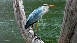 Bird sitting calm in a tree