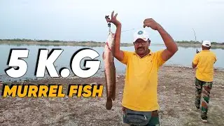 Snake Haed Fishing | मरल मछली | 5 kg | Amazing Snakehead fishing fish trap