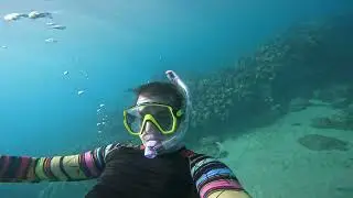 yellow stripe goat fish and bad urchin