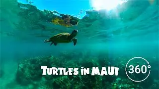 Maui Travel VR Experience - 8k Drone and Underwater!