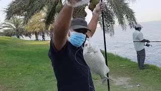 Kuwait fishing | Shoum fish collection | Lovely Nature.