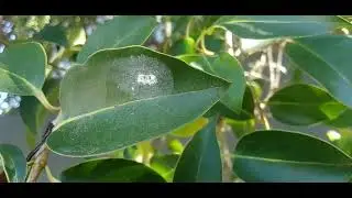 Alfeneiro-do-Jap&atilde;o/(Ligustrum lucidum) [Leitura na Descri&ccedil;&atilde;o]#plantas