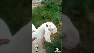 A stunt goat