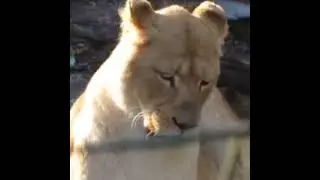 the waldlive 🐅🐅(1)
