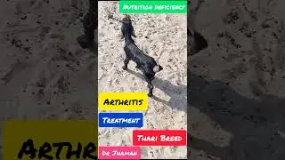 Arthritis in Goat Kids & Treatment @DrJhaman