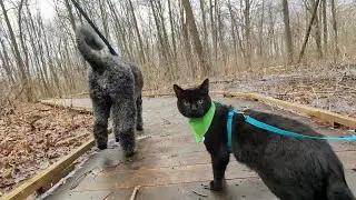 🐩 😺 forest adventure | Midnight And Milo 