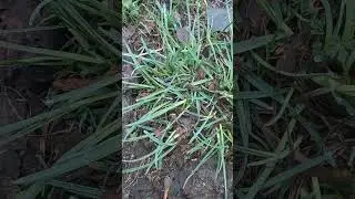 ПЫРЕЙ ПОЛЗУЧИЙ- ЗЛОСТНЫЙ СОРНЯК ИЛИ ДРУГ!!! #short #shorts #shortvideo #shortsvideo #кулинария
