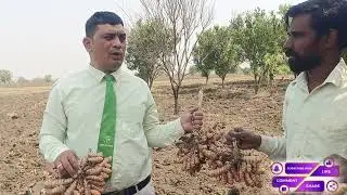 Rcm Harit Sanjeevani Products use turmeric plant this is wonerfull result 2025