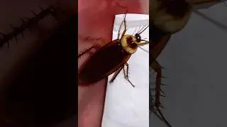 #shortvideo #ihavethisthingwithplants #cockroach #spider #spyder #baby