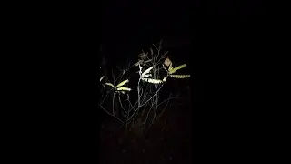 Ночная покатушка. Зимняя Пяденица. Operophtera brumata. Winter Moth