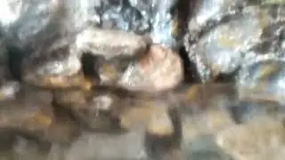 How to make Aquaterrarium