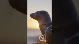 Seal Freed From Plastic Ring After Days of Struggle #animals #saveanimals
