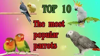 TOP 10 THE MOST POPULAR PARROTS - The famous pet birds