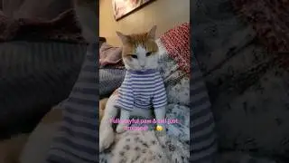 Cat in his new shirt is the king of the castle #asmr #cats #orangecat #catshirt #catking #catlovers