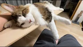 テーブルの上でひたすら甘え出す大型猫【メインクーン】