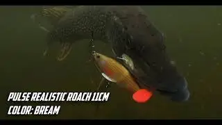 Shad BERKLEY Pulse Realistic Roach