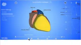 La révolution cardiaque en 3D temps réél : mode d'emploi