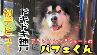 【アラスカンマラミュート】神戸初デビュー　わんわんマルシェへパフェくんGO!
