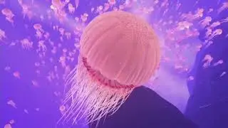 The BLU VR - трейлер