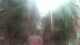 garden camera trap