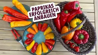 Wie baue ich erfolgreich Paprika an - meine Tipps für eine reiche Ernte