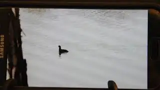 American Coot cooting (bird call)