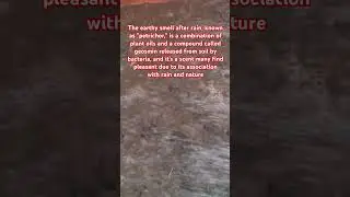 Smell of Earth