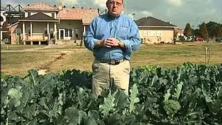 Grow assorted cool-season vegetables in Louisiana gardens