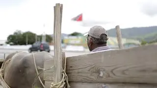 Riding Bull Cart (Teaser)