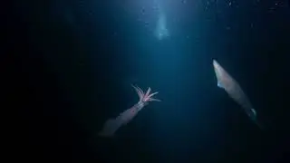 Как охотятся кальмары Гумбольдта (Dosidicus gigas) на светящихся анчоусов из семейства Myctophidae ?