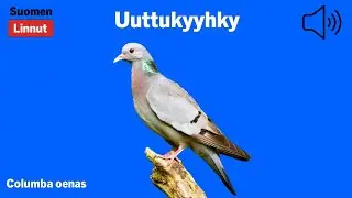 Uuttukyyhky - Columba oenas - Stock Dove - skogsduva - COLOEN