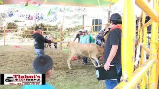 Jaripeo tradicional en San Antonio Tejas Tlahuitoltepec