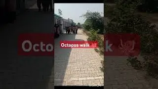 Outdoor school activity 🐙 #octopuswalk #shorts  #shortsfeed