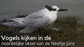 In de noordelijke oksel van de Neeltje Jans o.a. met grote sterns #1652