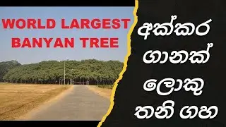 ලෝකයේ පැරණිම විශාලතම ගහ/General Knowledge Sinhala/Wishma Lokaya/Travel Around World/Sinhala