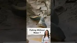 The Wildest Fish Survival Trick Ever!