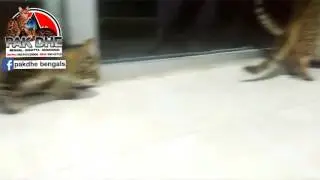 kucing cebol.....kaki pendek / kucing munchkin kesayangan ..... 🐈🐈🐈  kucing genetta