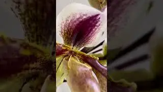 The Floral Atelier│ Master Florist in Residence│Sustainable Floral Workshop