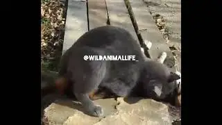 Very Sweet Heart Cats mating Compilation. ❤️