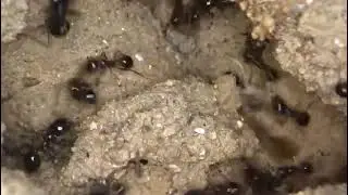 Ants Treatment by Auzzie Pest Control 