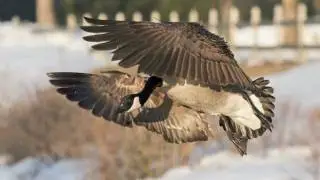 Birds of the River II.mov