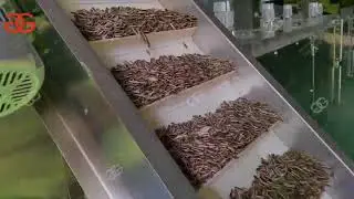 Continuous Sunflower Seed Roasting Production Line Working Video