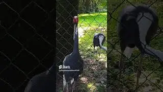 Bird with long leg and neck