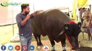 युवराज जैसा बुल न देखा होगा || Yuvraj Best Murrah Bull || कैसे तैयार करे युवराज जैसा मुर्राह बुल