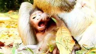 FUNNY BABY MONKEY BARON || BABY BARON HUNGRY MILK, HE OPEN THE BIG MOUTH AND WANT MUM GIVE MILK