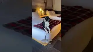 Dogs, Dogvideos, Dogclips, Dogproducts, bestdogproducts, dogowners 59